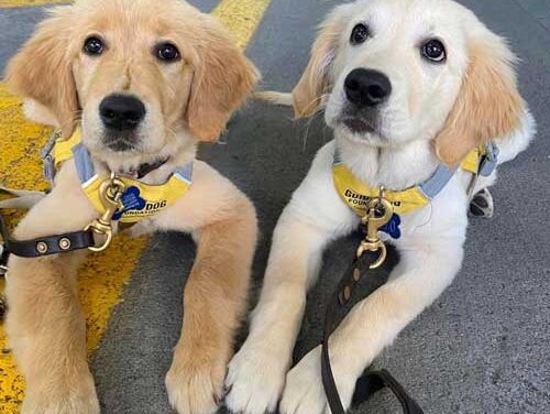 Service Dogs – A Perfect Match for Dog and Human