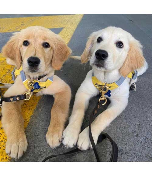 Service Dogs – A Perfect Match for Dog and Human