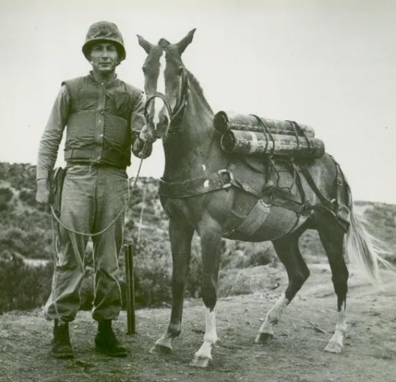 Sgt Reckless Korea Marine Corps